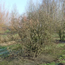 Corylus avellana 'Contorta': Twisted hazel shrub with bare, contorted branches in winter landscape