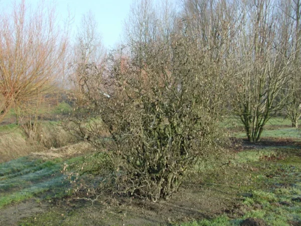 Corylus avenllana 'Contorta' (Corkscrew Hazel) Winter
