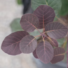 Cotinus coggygria 'Purpurea' leaves: Deep purple foliage with prominent reddish veins, creating a visually striking ornamental shrub