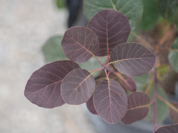 <i>Cotinus coggygria</i> 'Purpurea' - Image 2