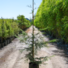Tall, slender Cupressus x ovensii tree in a black pot. Ideal for landscaping or privacy screening. Nursery setting.