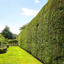 Tall, dense Cupressus x leylandii 'Leighton Green' hedge creates a lush green garden wall, showcasing its fast growth and screening ability