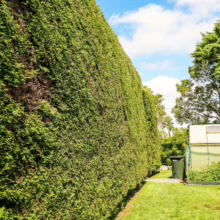 Tall, dense Cupressus x leylandii 'Leighton Green' hedge bordering a lawn, providing privacy and lush greenery