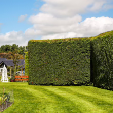 Cupressus x leylandii 'Leighton Green' hedge, neatly squared, creating a dense, green privacy screen in a garden setting.