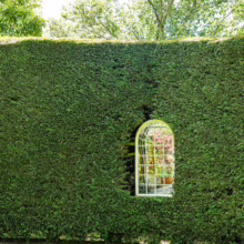 Tall, neatly trimmed Cupressus x leylandii 'Leighton Green' hedge with an arched window revealing a garden scene