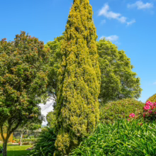 Tall, golden Cupressus sempervirens 'Swane's Gold' tree in a lush garden setting, vibrant against a clear blue sky