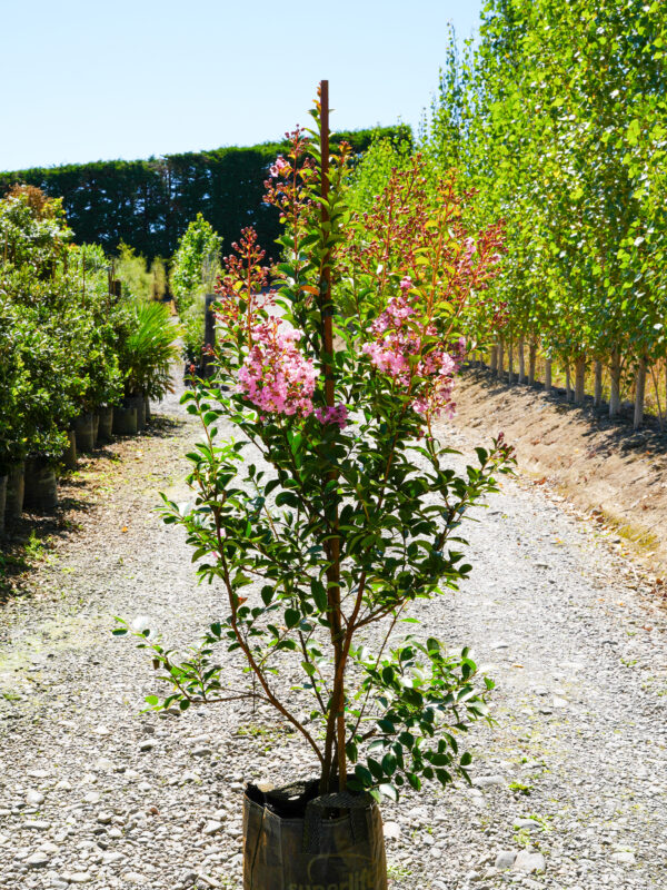 <i>Lagerstroemia indica</i> 'Soir D'été' - Image 2