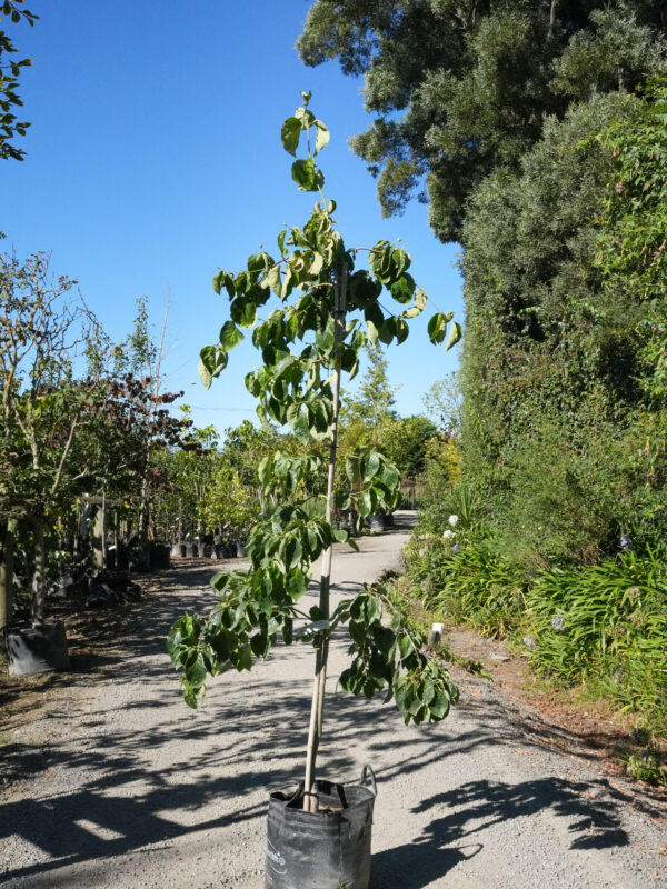 <i>Cornus</i> 'Eddie's White Wonder' - Image 3