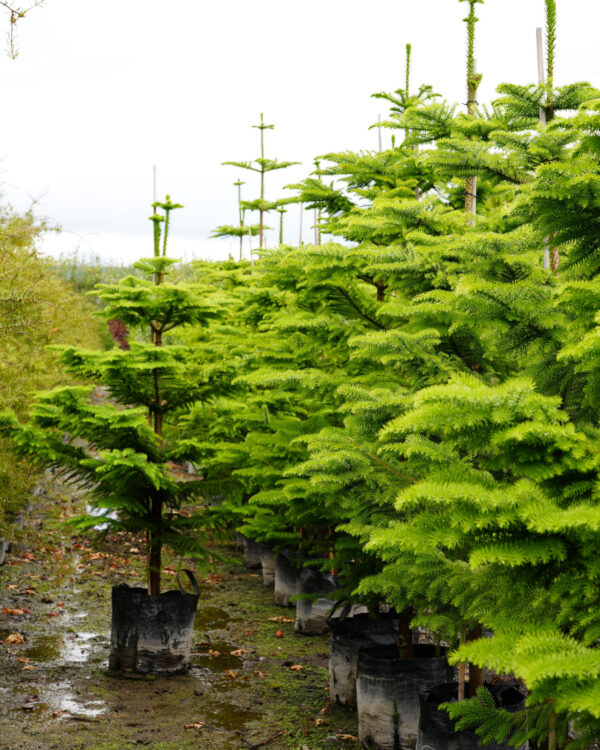 <i>Araucaria heterophylla</i> - Image 4