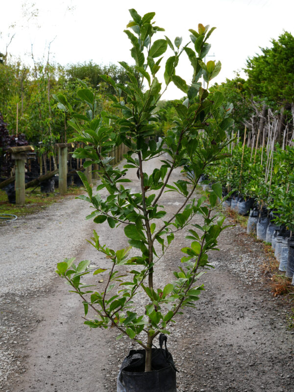 <i>Magnolia stellata</i> - Image 2