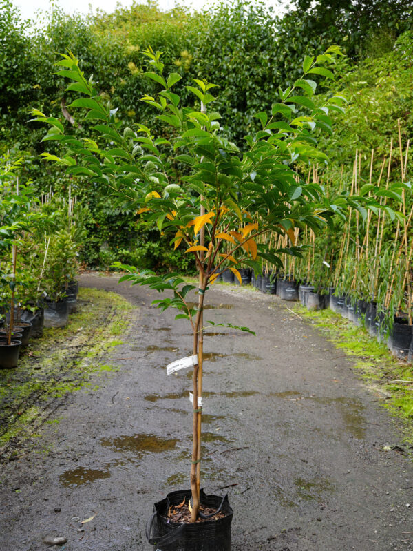 <i>Lagerstroemia fauriei</i> 'Townhouse' - Image 2