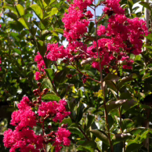 Lagerstroemia indica 'Saint Émilion' with clusters of vibrant, deep pink blooms and dark green foliage, showcasing its lush beauty.