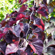 Cercis canadensis 'Ruby Falls' features cascading branches with vibrant, dark purple heart-shaped leaves, adding dramatic color to any garden.