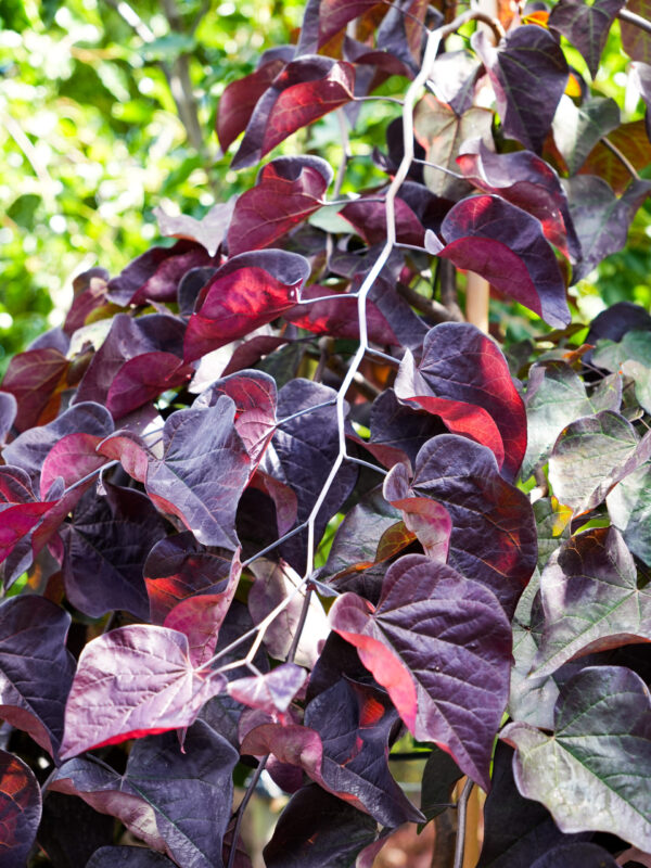 Cercis canadensis 'Ruby Falls' - Image 4