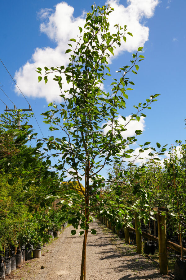 <i>Pyrus calleryana</i> 'Bradford' - Image 2