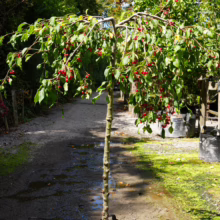 Malus 'Red Jade' crabapple tree in a black pot, featuring weeping branches laden with bright red fruit.