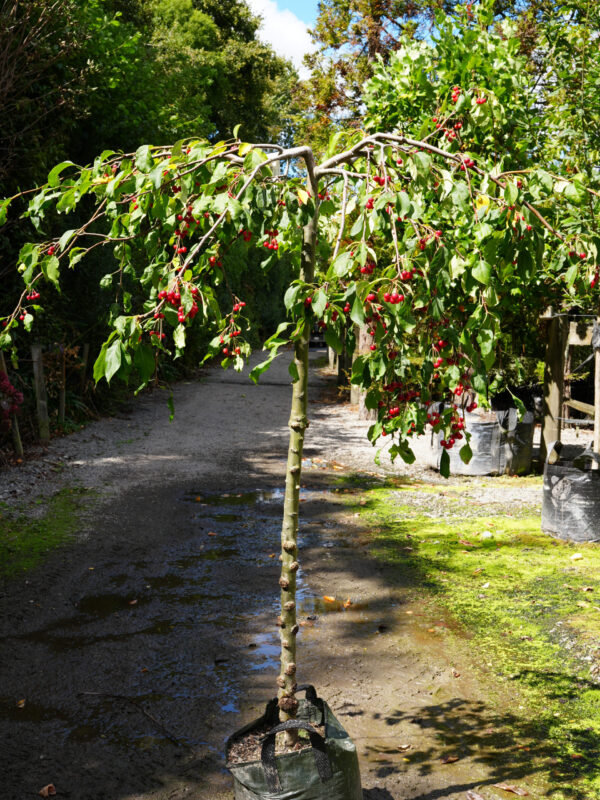 Malus 'Red Jade' - Image 2