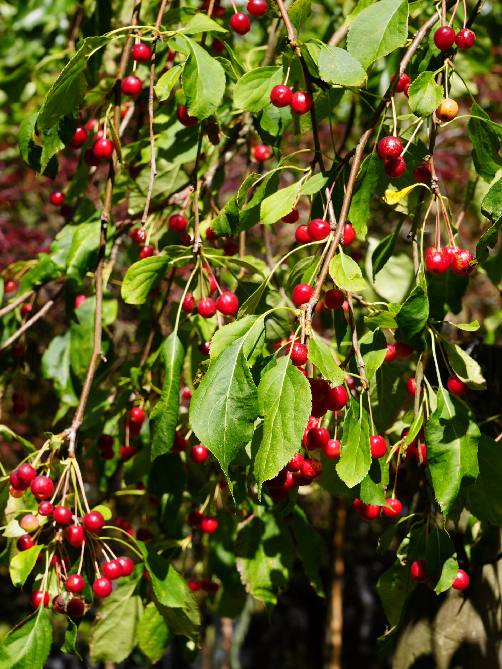 Malus 'Red Jade' branches laden with bright red crabapples and lush green leaves, a vibrant ornamental tree