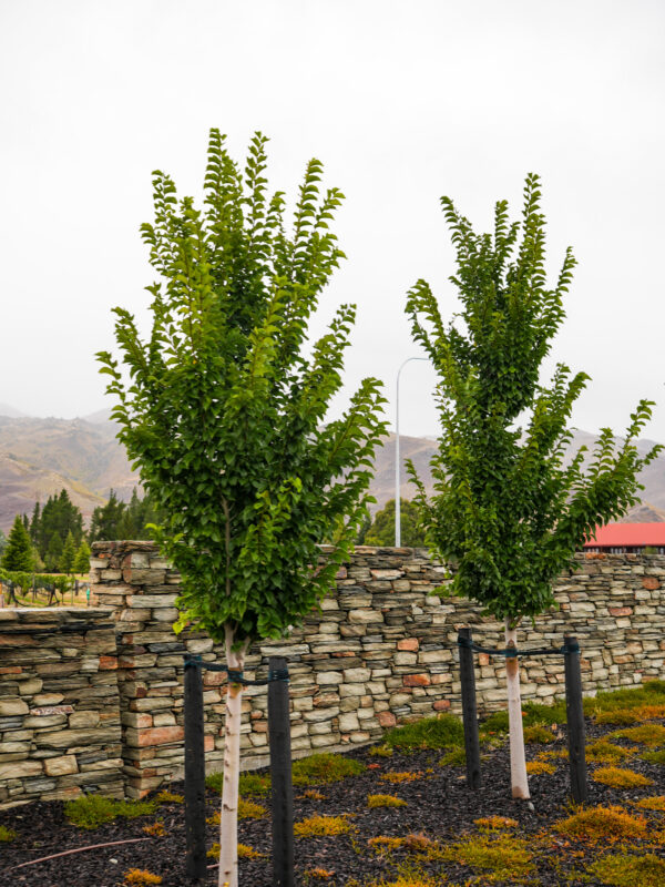 <i>Ulmus</i> 'Lobel'