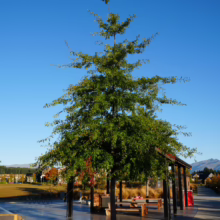 Quercus palustris tree with a broad, pyramidal crown, lush green foliage, and a few red leaves, standing in a park setting under a clear blue sky.