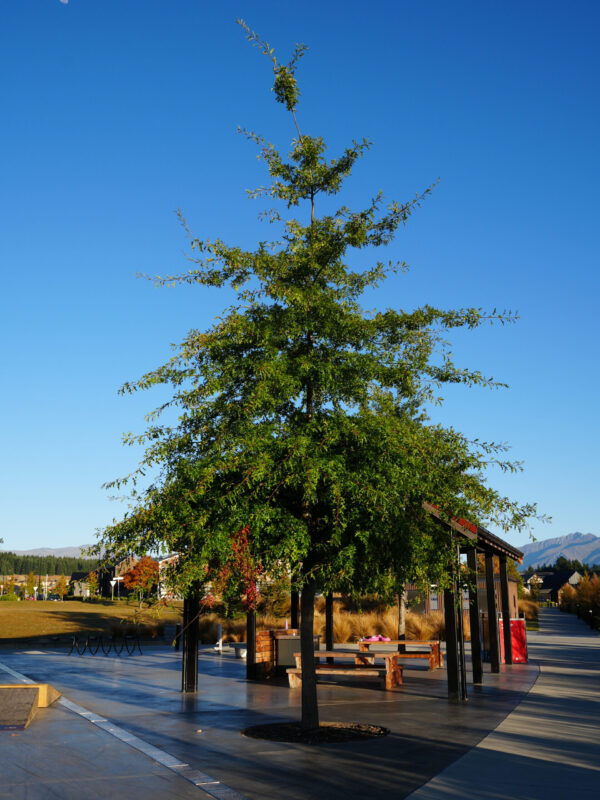 Quercus palustris - Image 3