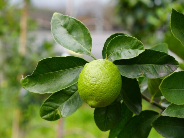 <i>Citrus</i> x <i>latifolia</i> 'Bearss' - Image 4
