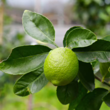 Citrus lime 'Bearss' on the tree. A vibrant green, round lime surrounded by lush, deep green leaves.