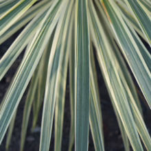 Cordyline australis 'Albertii': Striking striped foliage, green and white, radiating from the center.