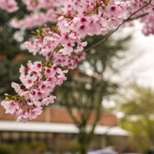 Branch of Prunus x yedoensis 'Awanui' cherry blossoms with delicate pink petals, showcasing spring's beauty