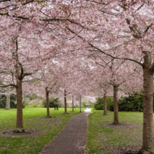 A path lined with blooming Prunus x yedoensis 'Awanui' trees, their pink blossoms creating a stunning canopy overhead.