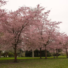 Prunus x yedoensis 'Awanui' cherry trees in peak bloom, showcasing delicate pink blossoms against a soft, overcast sky.