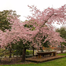 Prunus x yedoensis 'Awanui' tree in full bloom with light pink blossoms, next to a park bench on green grass.
