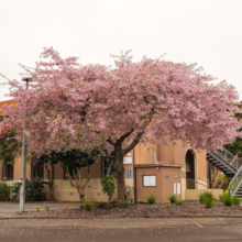 Prunus x yedoensis 'Awanui' tree in full bloom, showcasing its profusion of delicate pink blossoms against a building backdrop.