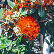Metrosideros excelsa 'Long Bay': Close-up shows vibrant orange-red blooms and lush green foliage, showcasing its unique beauty.