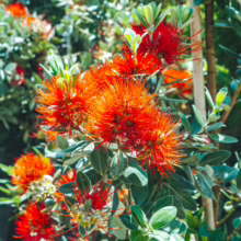 Metrosideros excelsa 'Long Bay' close-up: vibrant red, spiky flowers amid lush green foliage, showcasing its unique texture and color.