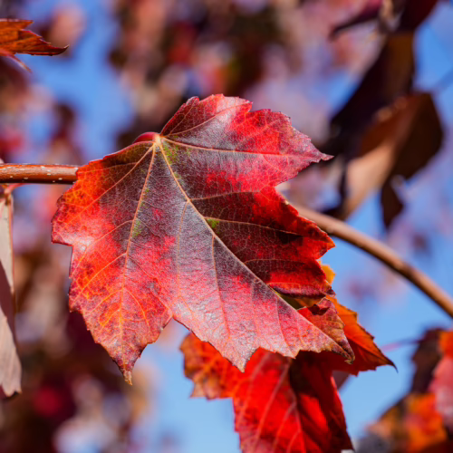 Acer rubrum ‘Jeffersred’ leaf in vibrant red and orange hues, showcasing intricate veins against a blurred blue sky and autumnal foliage background