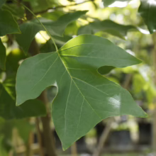 Liriodendron tulipifera leaf, showcasing its distinctive green color and four-lobed shape.