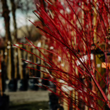 Acer palmatum 'Senkaki' close-up showing vibrant red branches, a striking winter feature