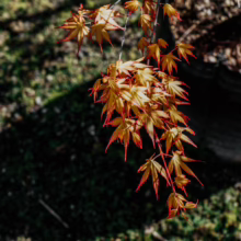 Acer palmatum 'Katsura' Japanese Maple: New spring foliage with vibrant red-orange edges and golden interior, catching sunlight.