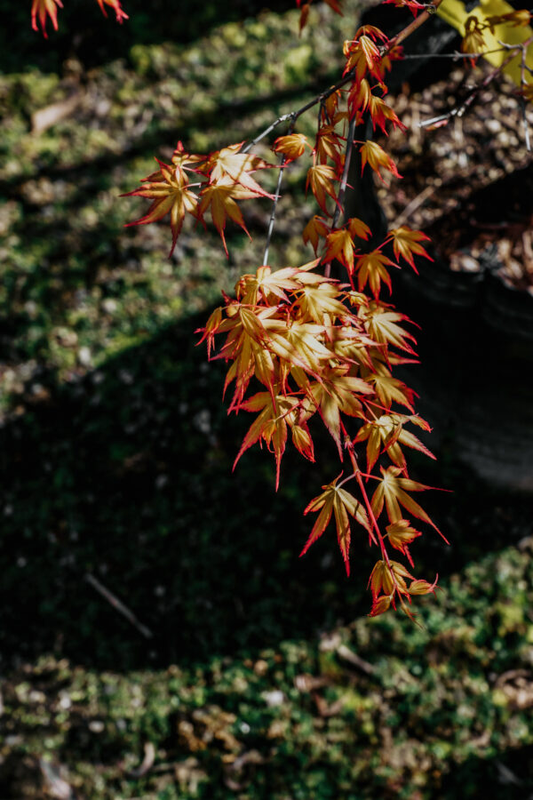 Acer palmatum 'Katsura' (Japanese Maple) orange foliage.