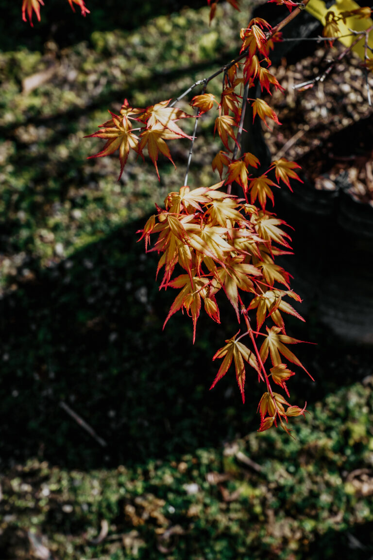 Acer palmatum 'Katsura' (Japanese Maple) orange foliage.