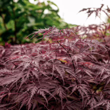Acer palmatum var. dissectum 'Tamukeyama' with finely dissected, burgundy-red leaves creating a cascading, textured effect in a garden setting.