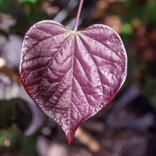 Cercis canadensis 'Ruby Falls' leaf: Heart-shaped, burgundy foliage with detailed venation, showcasing the plant's unique color and form.