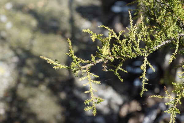 <i>Dacrycarpus dacrydioides</i> 'Woodburn' - Image 4