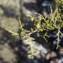 Dacrycarpus dacrydioides ‘Woodburn’ branch with dense, scale-like green foliage against a blurred, light-toned background.