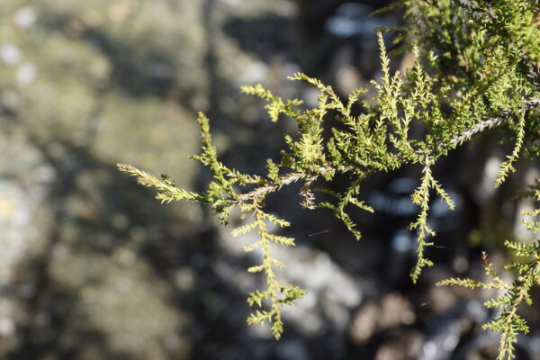 Dacrycarpus dacrydioides 'Woodburn' - Image 4