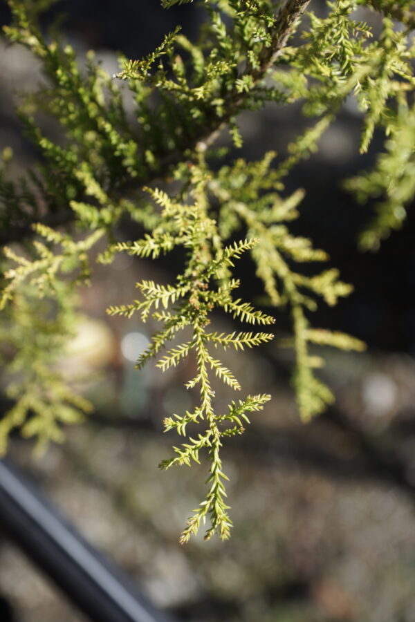 <i>Dacrycarpus dacrydioides</i> 'Woodburn'