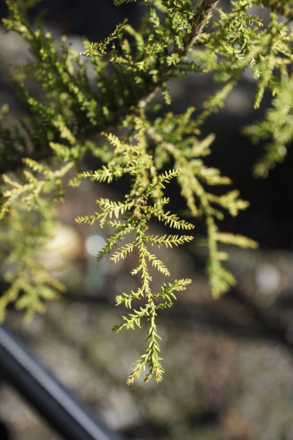 Dacrycarpus dacrydioides 'Woodburn'