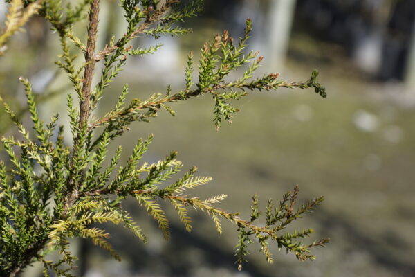 <i>Dacrycarpus dacrydioides</i> 'Woodburn' - Image 2
