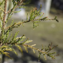 Dacrycarpus dacrydioides ‘Woodburn’ close-up: textured green foliage with bronze tips, showcasing its unique evergreen beauty.